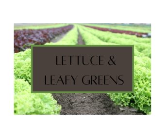 Lettuce & Leafy Greens