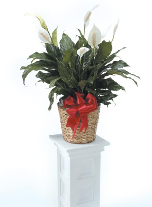 Peace Lily Large