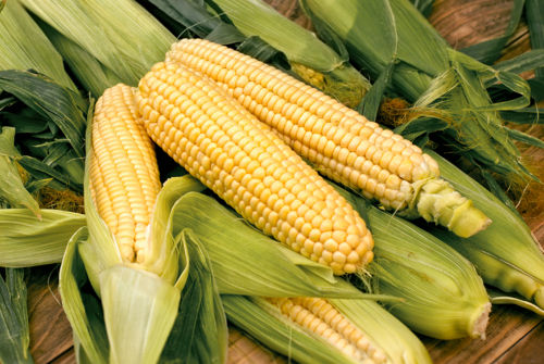 Bodacious Yellow Sweet Corn