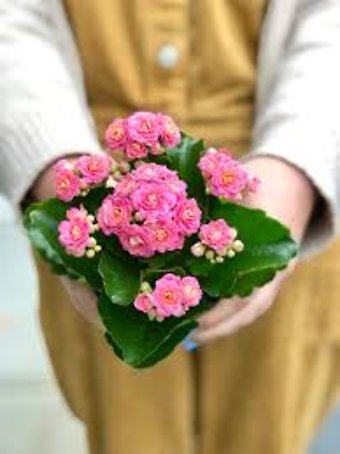 6\" potted Kalanchoe