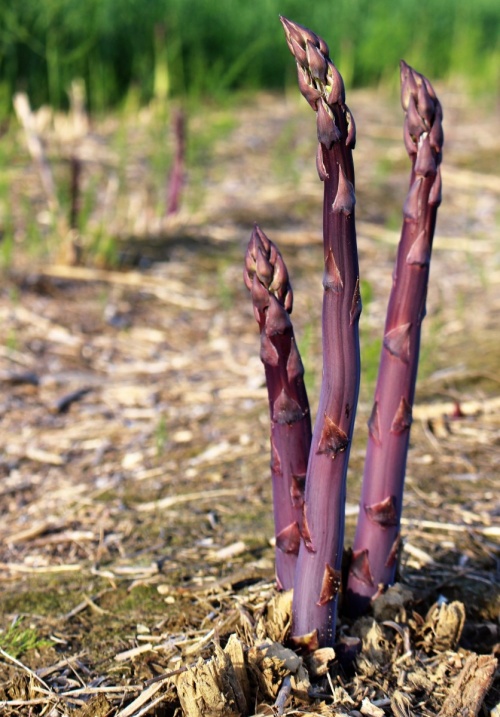 Asparagus Purple Passion plant (root)