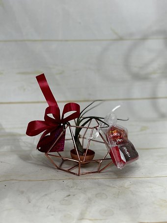 Love is in the Air (Plant)