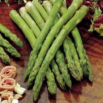 Asparagus- Jersey Knight plant (root)