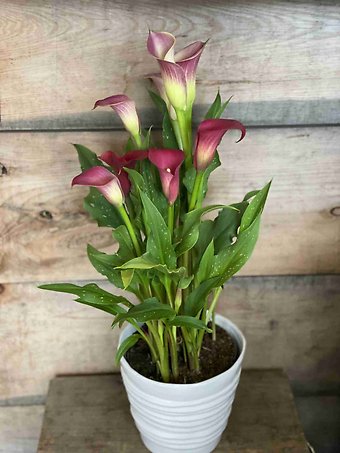 6\" Calla Lily