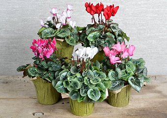 6\" Cyclamen