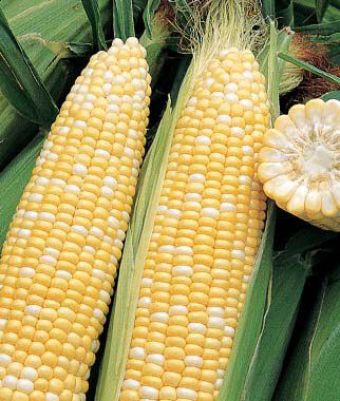 Ambrosia Bi- Colored Sweet Corn