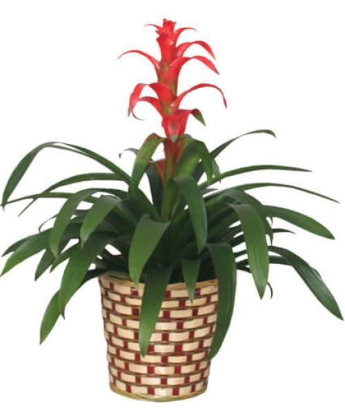 Red Bromeliad 6\"