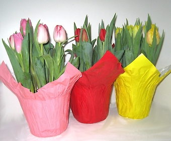 6\" potted Tulips