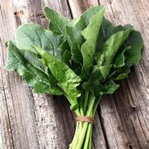 Bloomsdale Savoy Spinach