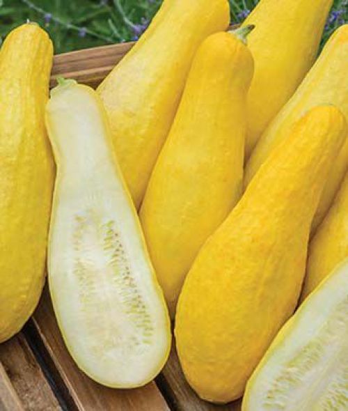 Early Prolific Straightneck Squash