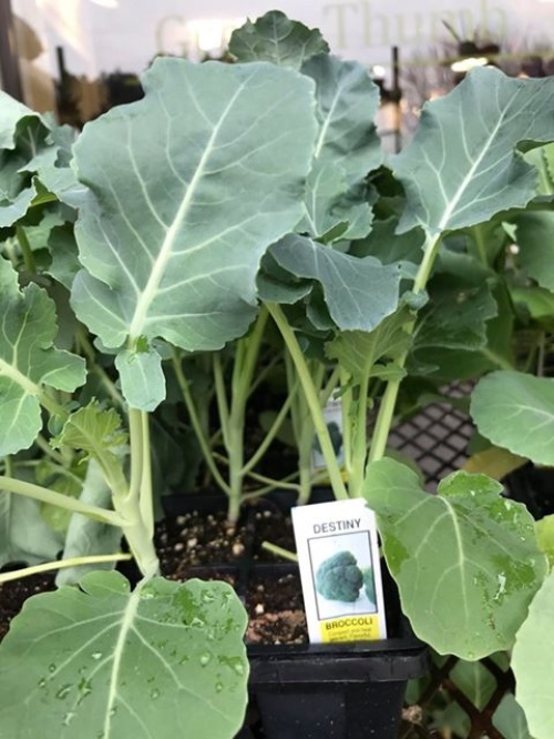 Broccoli Plants 4-pack
