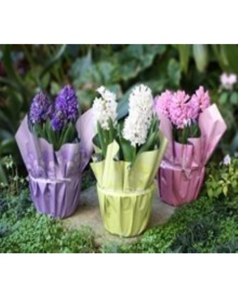 6\" potted Hyacinth fragrant bulbs