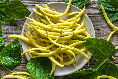 Top Notch Golden Wax Bean