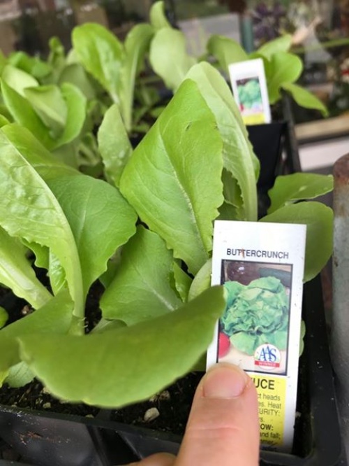 4 pk- Buttercrunch Lettuce plants