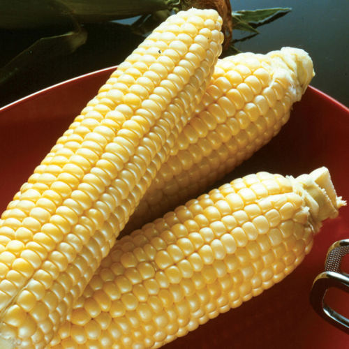 Incredible Yellow Sweet Corn